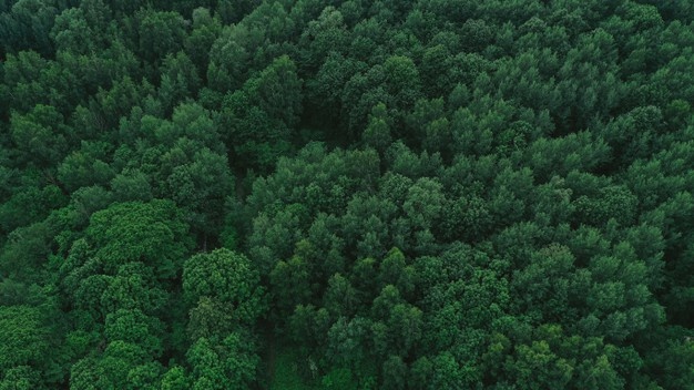 Raus in den Garten: Wirksame Therapie fÃ¼r Corona-ZeitenEin Gartencoach verrÃ¤t, wie wir in der Natur zur Ruhe kommen und in unsicheren Zeiten Vertrauen schÃ¶pfen kÃ¶nnen