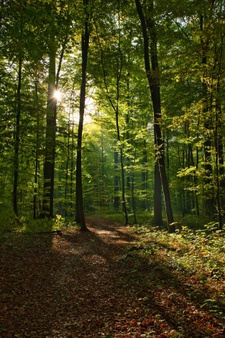 Raus in den Garten: Wirksame Therapie fÃ¼r Corona-ZeitenEin Gartencoach verrÃ¤t, wie wir in der Natur zur Ruhe kommen und in unsicheren Zeiten Vertrauen schÃ¶pfen kÃ¶nnen