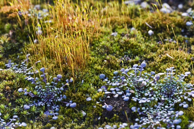 Deutsche Umwelthilfe gratuliert Rewilding Oder Delta zum Traumtaler 2020 fÃ¼r grenzÃ¼berschreitende Renaturierung